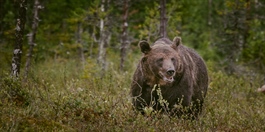 Oppgang i bjørnebestanden